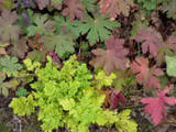 http://i168.photobucket.com/albums/u184/gerlau/automne/th_Geranium--tanacetum.jpg