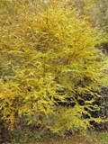 http://i168.photobucket.com/albums/u184/gerlau/automne/th_Nothofagus-antartica.jpg