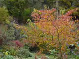 http://i168.photobucket.com/albums/u184/gerlau/automne/th_Prunus-x-subhirtella-Autom.jpg