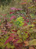 http://i168.photobucket.com/albums/u184/gerlau/automne/th_Rubus-splendens--Euphorbiacyparissi.jpg