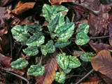 http://i168.photobucket.com/albums/u184/gerlau/coniferes/th_Cyclamen-hederifolium-aba-3.jpg