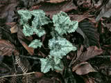 http://i168.photobucket.com/albums/u184/gerlau/coniferes/th_Cyclamen-hederifolium-alba-.jpg