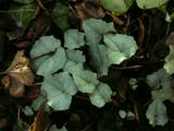 http://i168.photobucket.com/albums/u184/gerlau/coniferes/th_Cyclamen-hederifolium-alb-7.jpg