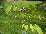 http://i168.photobucket.com/albums/u184/gerlau/Epimedium/Epimedium%202009/th_P1010649.jpg