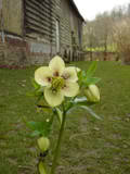 http://i168.photobucket.com/albums/u184/gerlau/Hellebores/th_P1010496.jpg