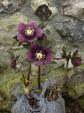 http://i168.photobucket.com/albums/u184/gerlau/Hellebores/th_P1010497.jpg