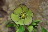 http://i168.photobucket.com/albums/u184/gerlau/Hellebores/th__DSC0033.jpg