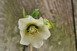 http://i168.photobucket.com/albums/u184/gerlau/Hellebores/th__DSC0034.jpg