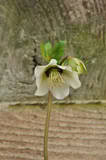 http://i168.photobucket.com/albums/u184/gerlau/Hellebores/th__DSC0036-1.jpg