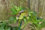 http://i168.photobucket.com/albums/u184/gerlau/Hellebores/th__DSC0038_2.jpg