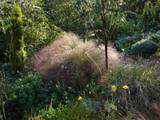 http://i168.photobucket.com/albums/u184/gerlau/Portraits%20de%20plantes/th_Stipa-arundinacea.jpg