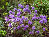 http://i168.photobucket.com/albums/u184/gerlau/Rhododendron/th_RhododendronAzulica.jpg
