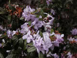 http://i168.photobucket.com/albums/u184/gerlau/Rhododendron/th_Rhododendronhippophacoides.jpg