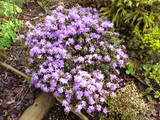 http://i168.photobucket.com/albums/u184/gerlau/Rhododendron/th_Rhododendronimpetidum.jpg