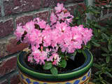 http://i168.photobucket.com/albums/u184/gerlau/Rhododendron/th_Rhododendronracemosum1.jpg