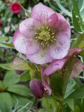 http://i2.photobucket.com/albums/y27/ogaol/th_HelleboreRoseP.jpg