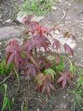 http://i48.photobucket.com/albums/f216/Khanaleon/jardin/12%20avril%2008/th_aceratropurpureum.jpg