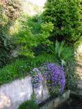 http://i48.photobucket.com/albums/f216/Khanaleon/jardin/th_rablejaponnais.jpg