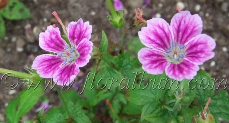 GeraniumnodosumWhiteleaf.jpg image by floralbum
