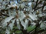 http://imagehost.bizhat.com/users_thumb/8408/thumb_1122006_0417_magnolia.jpg
