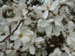 http://imagehost.bizhat.com/users_thumb/8408/thumb_2006_0417_magnolia.jpg