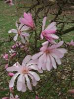 http://imagehost.bizhat.com/users_thumb/8408/thumb_35362006_0417_magnolia.jpg