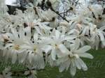 http://imagehost.bizhat.com/users_thumb/8408/thumb_56242006_0417_magnolia.jpg
