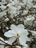 http://imagehost.bizhat.com/users_thumb/8408/thumb_58132006_0417_magnolia.jpg