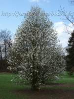http://imagehost.bizhat.com/users_thumb/8408/thumb_75712006_0417_magnolia.jpg