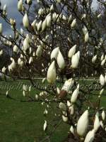 http://imagehost.bizhat.com/users_thumb/8408/thumb_79782006_0417_magnolia.jpg