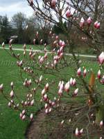 http://imagehost.bizhat.com/users_thumb/8408/thumb_9252006_0417_magnolia.jpg