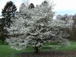 http://imagehost.bizhat.com/users_thumb/8408/thumb_92762006_0417_magnolia.jpg