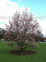 http://imagehost.bizhat.com/users_thumb/8408/thumb_97222006_0417_magnolia.jpg