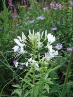 http://imagehost.bizhat.com/users_thumb/8408/thumb_cleome_spinosa_hellen_campbell.jpg
