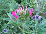 http://imagehost.bizhat.com/users_thumb/8408/thumb_cleome_violet_queen.jpg