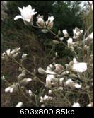 http://img106.imageshack.us/img106/6033/magnoliastellata3n8tq.th.jpg