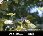 http://img481.imageshack.us/img481/1797/viburnumcorylifoliumdesfruitsvw6.th.jpg