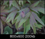 http://img50.imageshack.us/img50/6561/tulipeetpivoine8ot.th.jpg