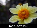 http://img81.imageshack.us/img81/3927/dahlia2fk5.th.jpg