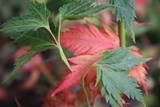 http://img.photobucket.com/albums/v150/gomero/plantes/th_Yamatohagoromo4_3_9_05.jpg