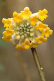 http://img.photobucket.com/albums/v695/romualde/th_DSC_8296_edgeworthia.jpg