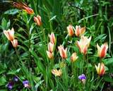 http://img.photobucket.com/albums/v695/romualde/tulipes/th_DSC_2974_tulipes_clusianaacuminata.jpg