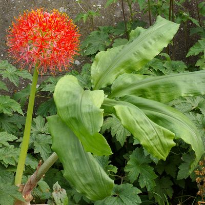 http://www.iris-bulbeuses.org/jpg/Vigneron/scadoxus-7383.jpg