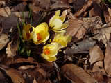 http://s168.photobucket.com/albums/u184/gerlau/le%20jardin%20de%20lo/fin%20d%20hiver/th_P1010481.jpg