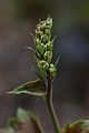 American Alumroot Heuchera americana 'Garnet' Head 2000px.jpg