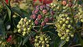 Hedera-helix-flowers.JPG