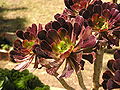 Aeonium arboreum on flowers exibition.jpg