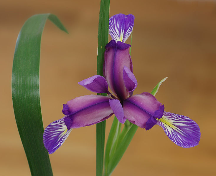 File:Iris Iris graminea Flower 2263px.jpg