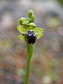 Ophrys fusca (flower spike).jpg