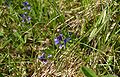 Polygala-serpyllifolia-flowers.JPG